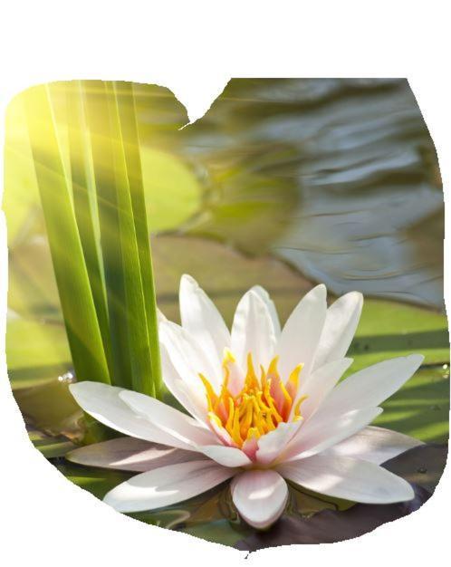 Lotus Flower Sant'Olcese Εξωτερικό φωτογραφία