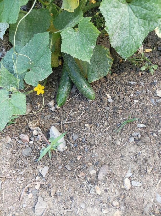 Lotus Flower Sant'Olcese Εξωτερικό φωτογραφία
